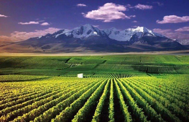 Wine Review: Chateau Huahao Master Reserve Marselean Ningxia 2020